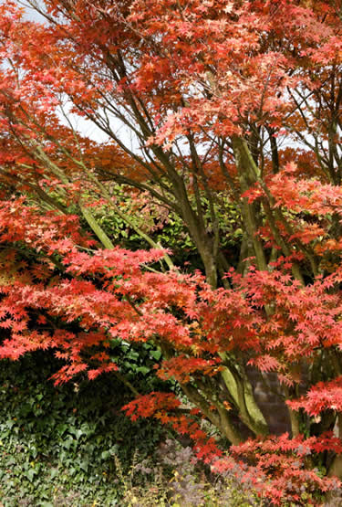 Acer palmatum herfstkleuren